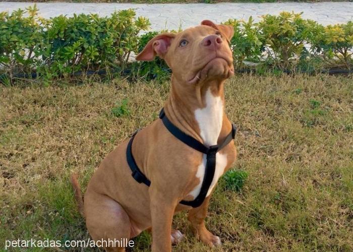 achille Dişi Amerikan Pitbull Terrier