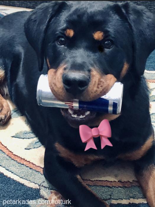 asya Dişi Rottweiler