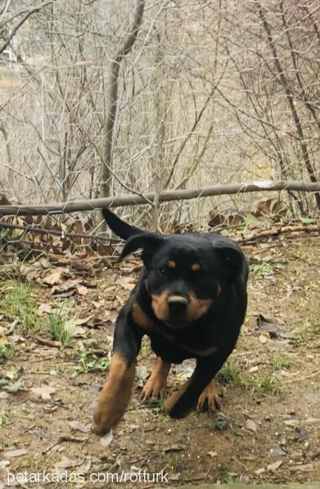 asya Dişi Rottweiler