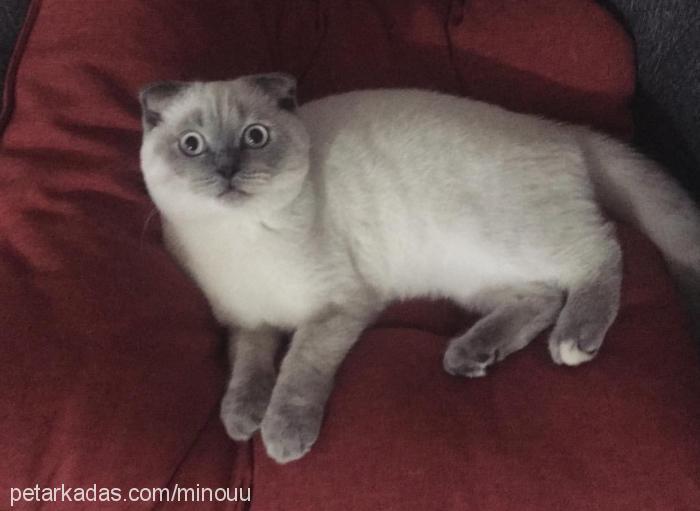 minou Dişi Scottish Fold