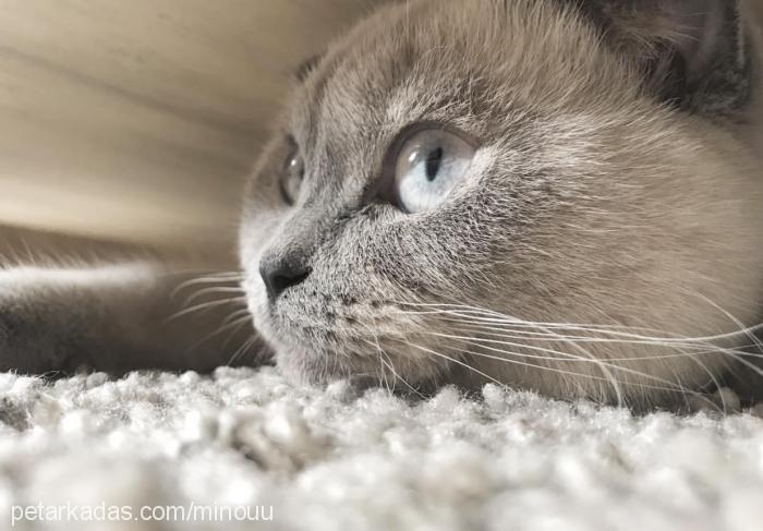 minou Dişi Scottish Fold