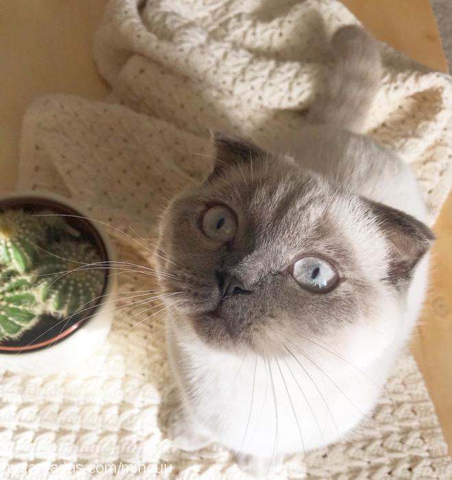 minou Dişi Scottish Fold