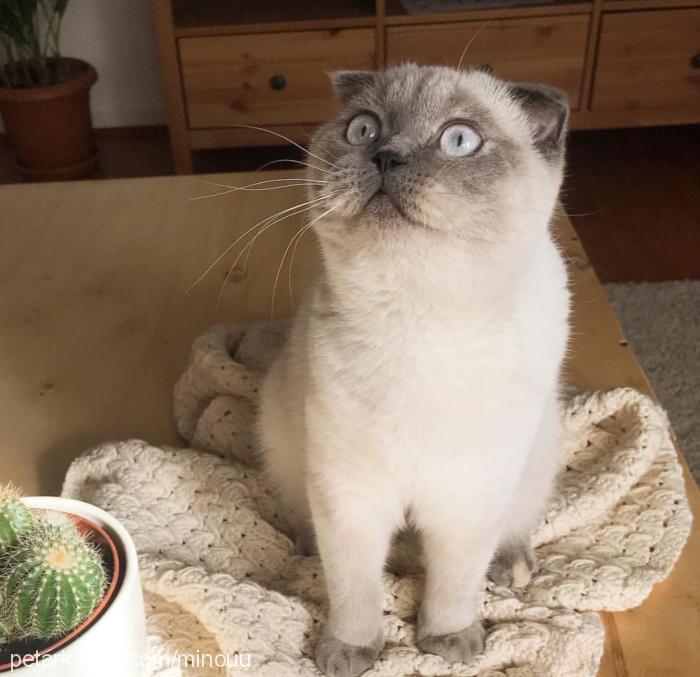 minou Dişi Scottish Fold