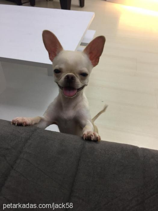 jack Erkek Chihuahua