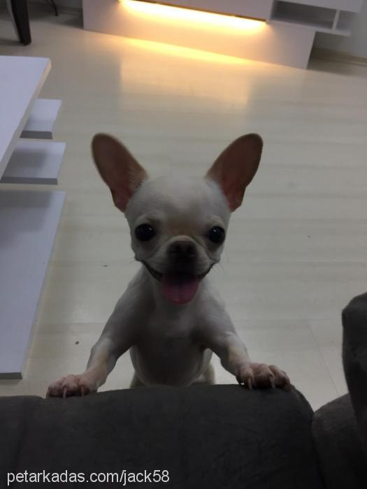 jack Erkek Chihuahua