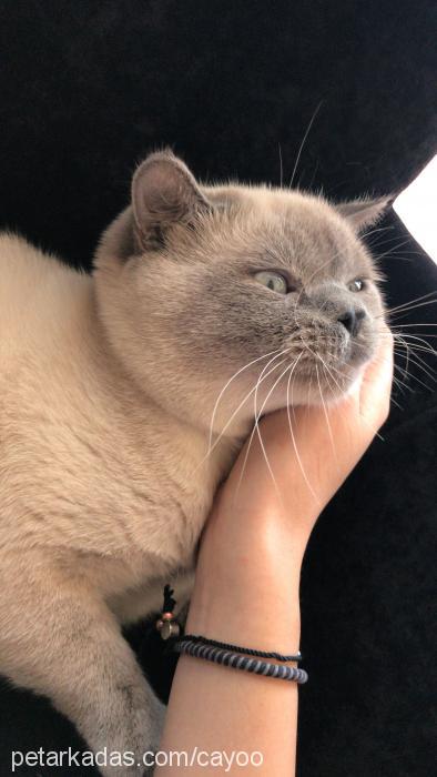 bıdık Erkek British Shorthair