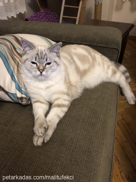 malitufekci Dişi British Shorthair