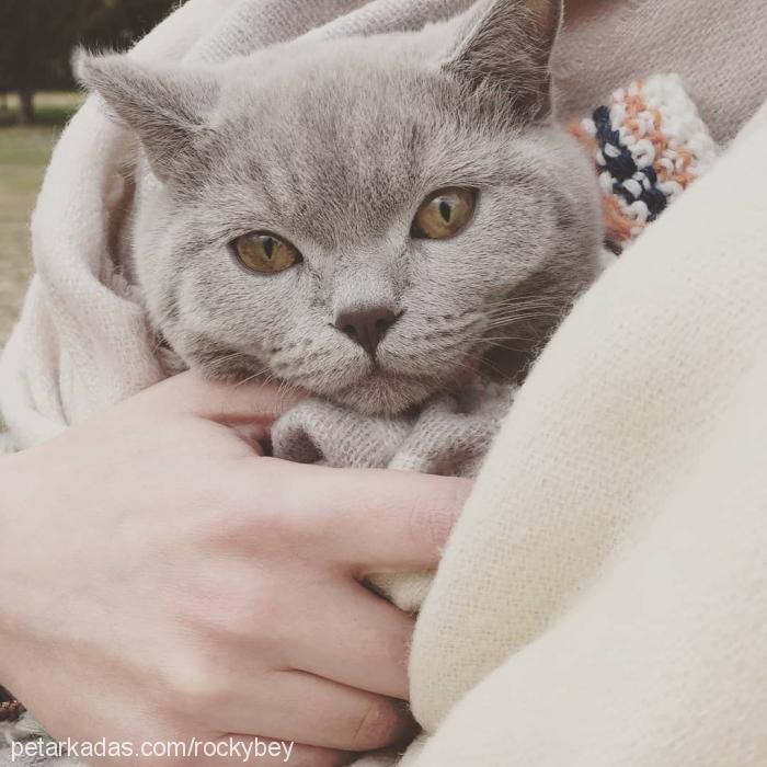 rocky Erkek British Shorthair