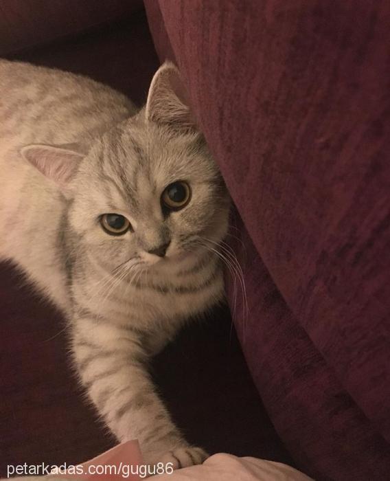 mia Dişi British Shorthair