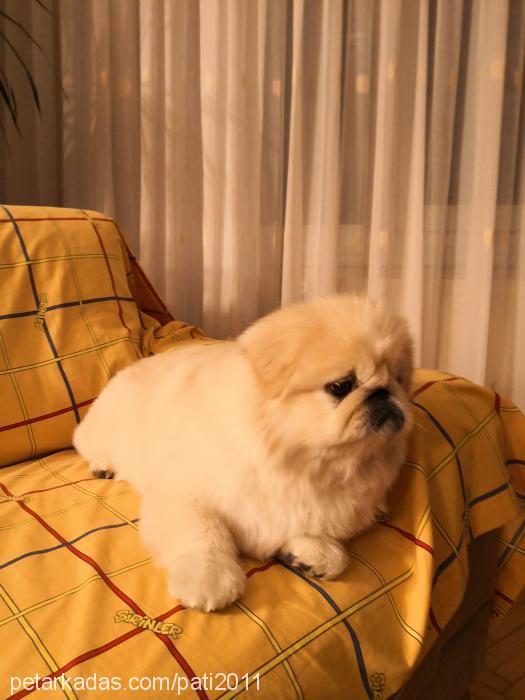 pati Erkek Pekingese