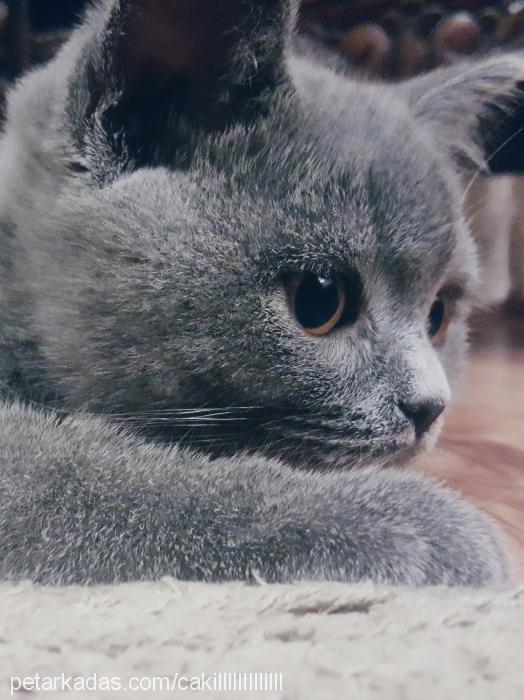 Çakıl Erkek British Shorthair