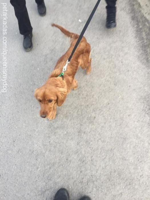 queen Dişi Amerikan Cocker Spaniel