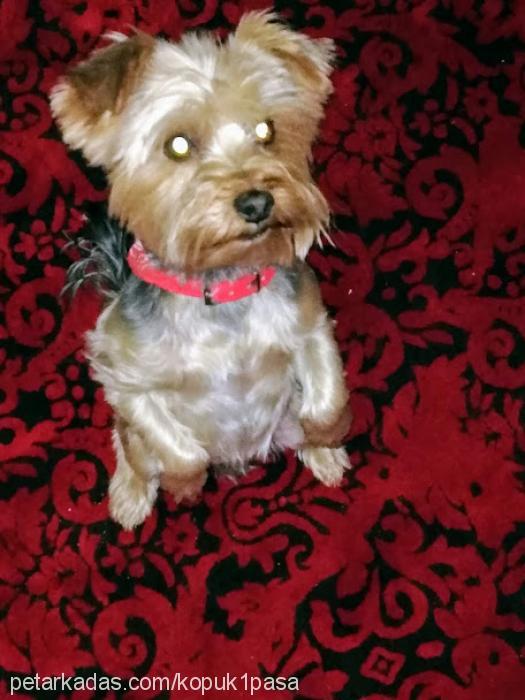 paşa Erkek Yorkshire Terrier