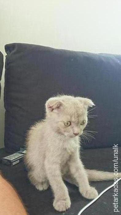 abidin Erkek Scottish Fold