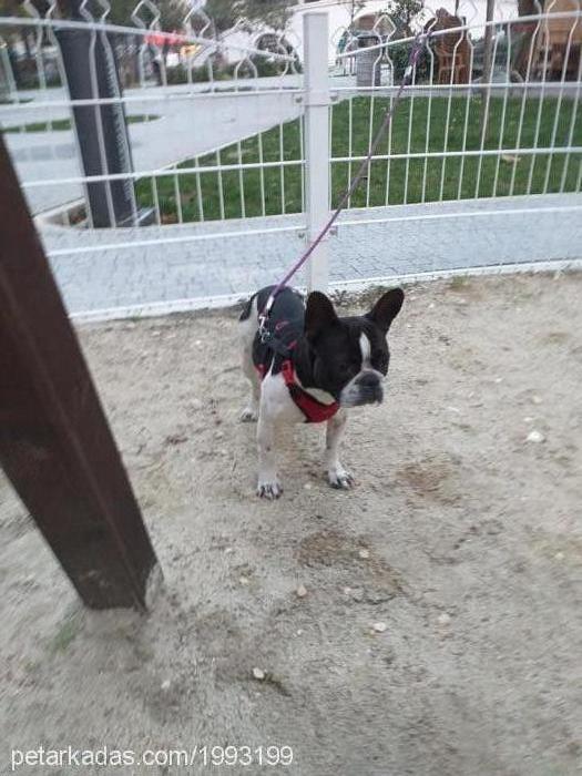 besiktas Dişi Boston Terrier