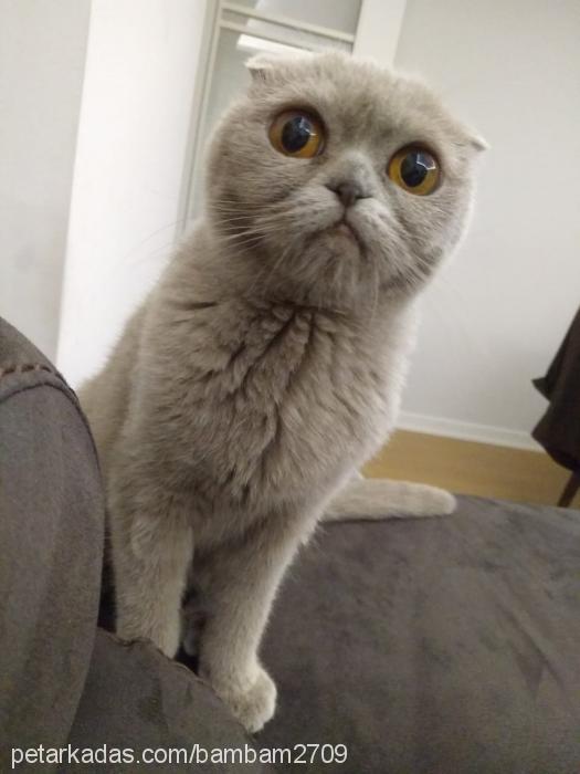 bambam Dişi Scottish Fold