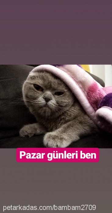 bambam Dişi Scottish Fold