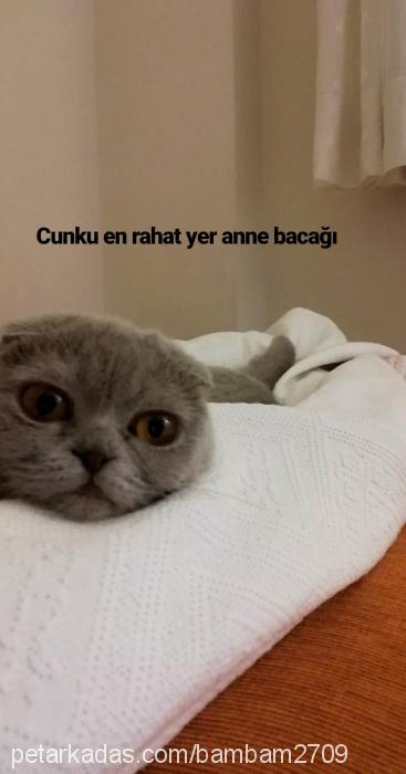 bambam Dişi Scottish Fold