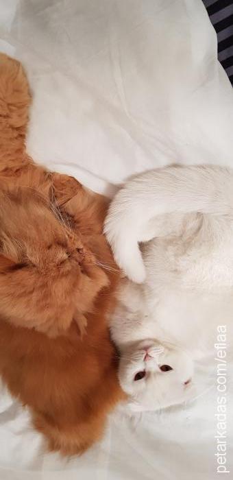 bihter Dişi Scottish Fold