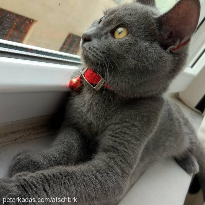 fiona Dişi British Shorthair