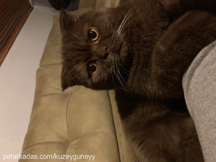 güney Erkek Scottish Fold