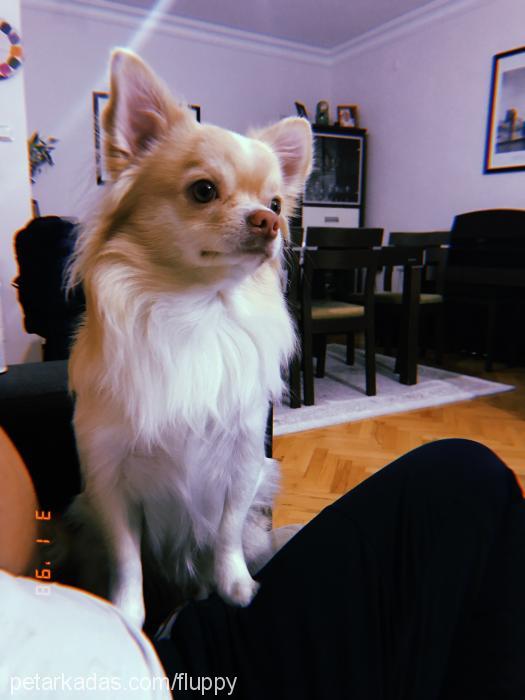 fluppy Erkek Chihuahua