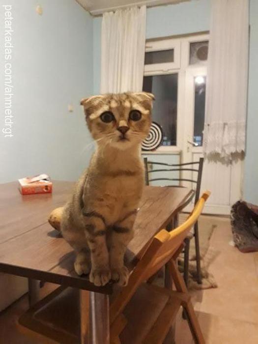 efla Dişi Scottish Fold