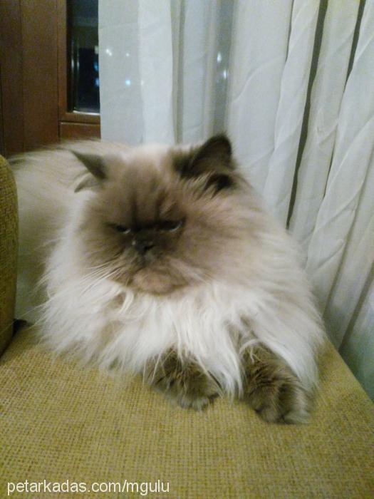 tontiş Dişi Ragdoll