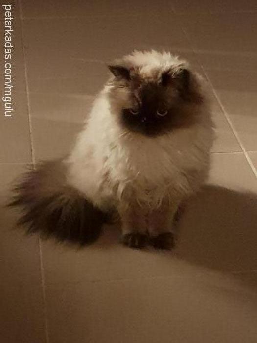 tontiş Dişi Ragdoll