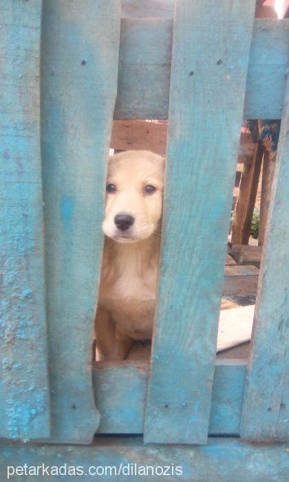 odi Erkek Golden Retriever