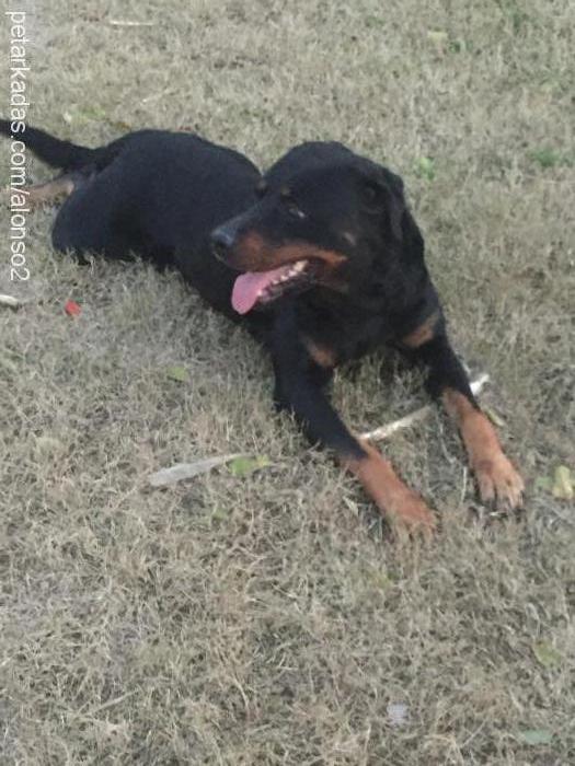 kral Erkek Rottweiler