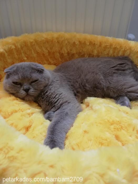 bambam Dişi Scottish Fold