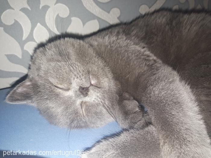 Şeker Dişi British Shorthair