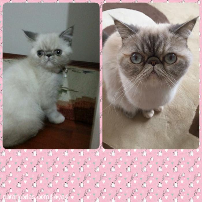 lidya Dişi Exotic Shorthair