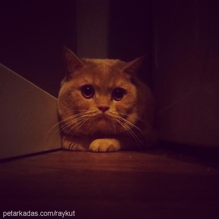 pagos Erkek British Shorthair