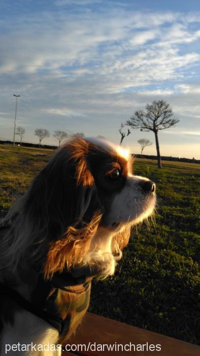 darwin Erkek Cavalier King Charles Spanieli