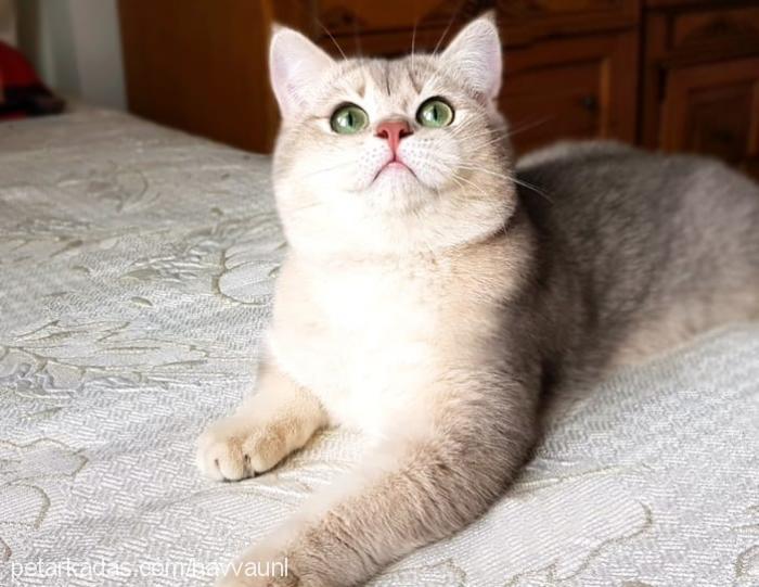 amur Erkek British Shorthair