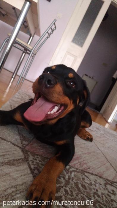 maria Dişi Rottweiler