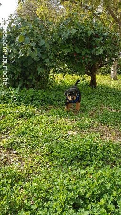 chİwas Erkek Rottweiler