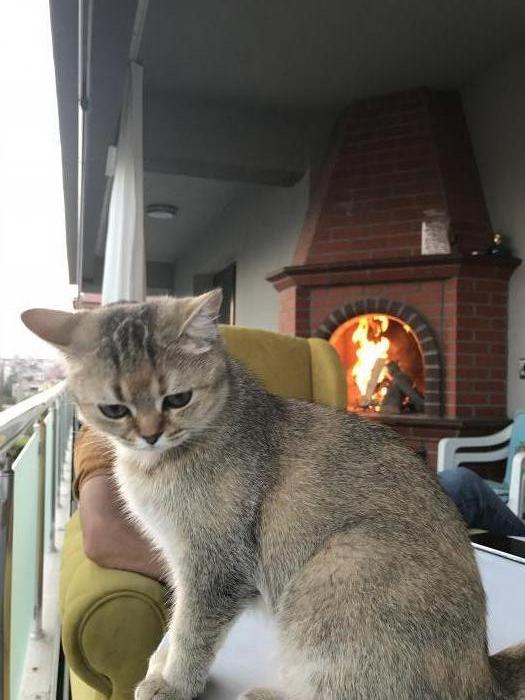 nazlI Dişi British Shorthair