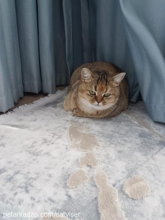 nazlI Dişi British Shorthair