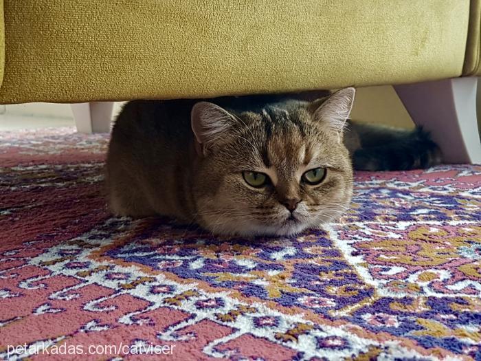 nazlI Dişi British Shorthair