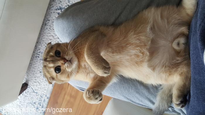 rocco Erkek Scottish Fold