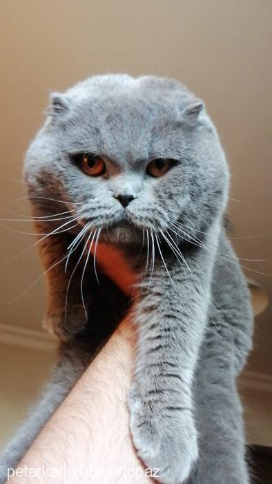 topaz Erkek Scottish Fold