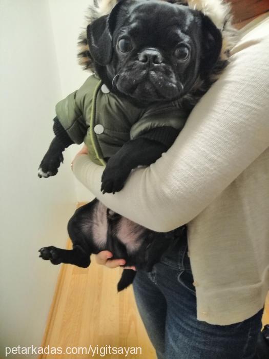 joe Erkek Pug