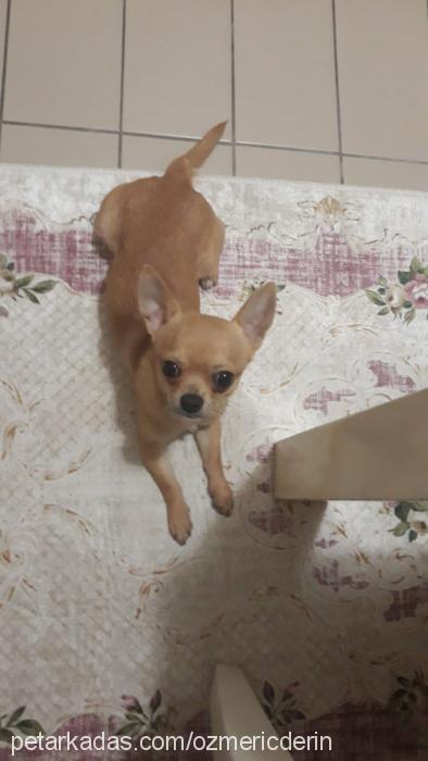 Şeker Erkek Chihuahua