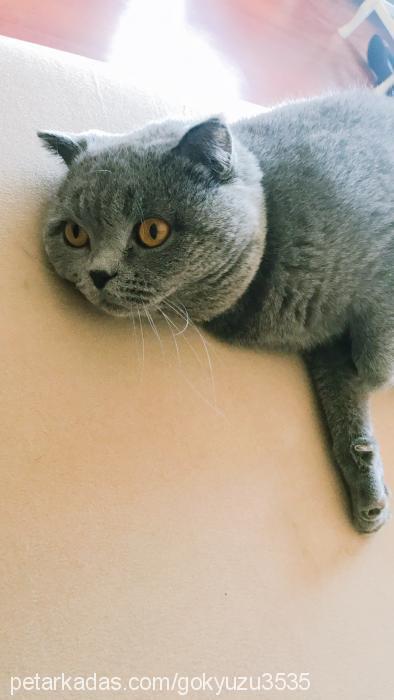 duman Erkek British Shorthair