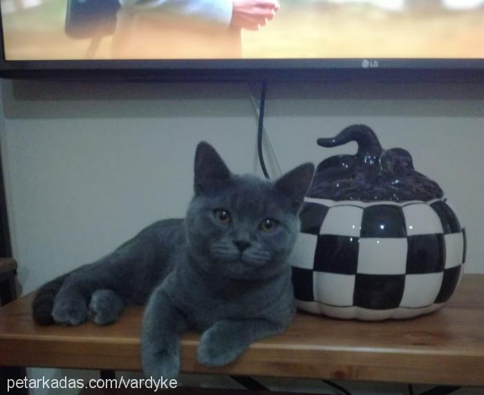 gece Erkek British Shorthair