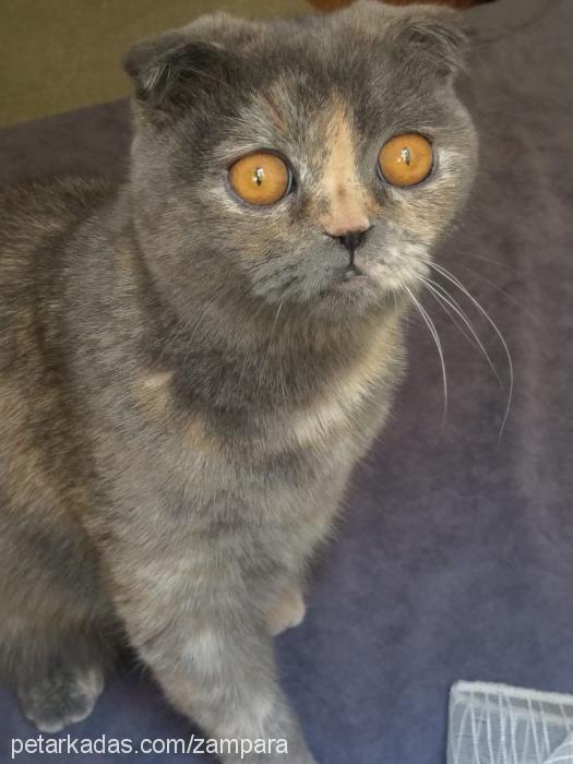 piremses Dişi Scottish Fold