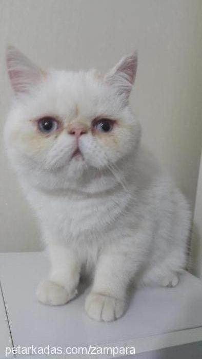 Şapşik Dişi Exotic Shorthair